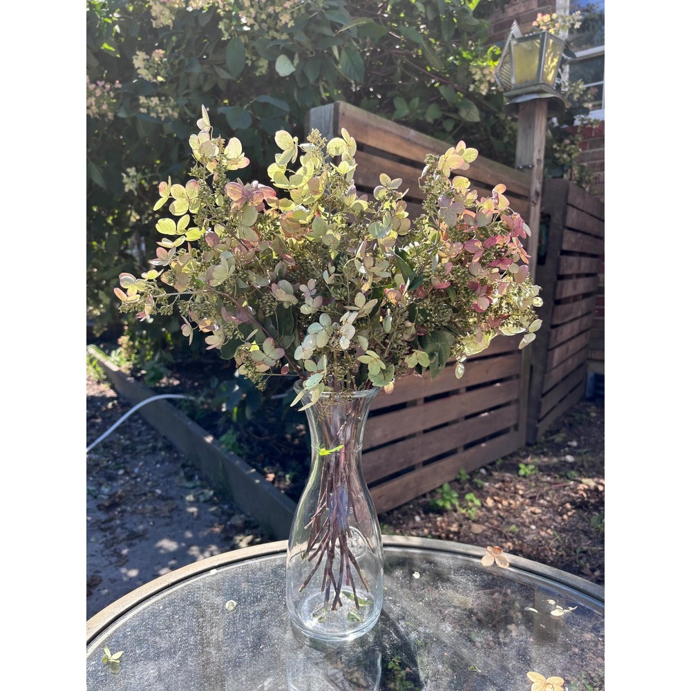 Preserved Hydrangea Stems Bouquet Bundle of 2 Natural Pink Green Dried Flowers
